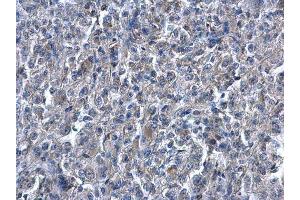 Immunohistochemistry (IHC) image for anti-Heme Oxygenase (Decycling) 1 (HMOX1) antibody (ABIN2854952)