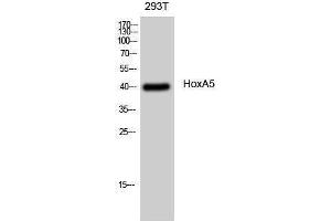 Western Blotting (WB) image for anti-Homeobox A5 (HOXA5) (N-Term) antibody (ABIN3185072) (HOXA5 antibody  (N-Term))