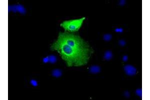 Anti-PEX5 mouse monoclonal antibody (ABIN2453448) immunofluorescent staining of COS7 cells transiently transfected by pCMV6-ENTRY PEX5 (RC202062). (PEX5 antibody)