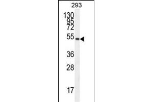 IGSF5 Antibody (N-term) (ABIN654580 and ABIN2844282) western blot analysis in 293 cell line lysates (35 μg/lane). (IGSF5 antibody  (N-Term))