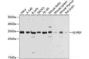 Western blot analysis of extracts of various cell lines using ALYREF Polyclonal Antibody at dilution of 1:1000. (THO Complex 4 antibody)