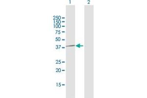 Western Blot analysis of PPP1CC expression in transfected 293T cell line by PPP1CC MaxPab polyclonal antibody. (PPP1CC antibody  (AA 1-323))