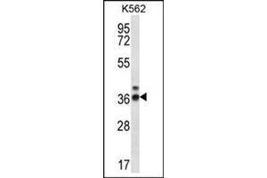 Western blot analysis of RPP38 Antibody (C-term) Cat. (RPP38 antibody  (C-Term))
