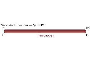 Image no. 1 for anti-Cyclin D1 (CCND1) (full length) antibody (ABIN967539) (Cyclin D1 antibody  (full length))