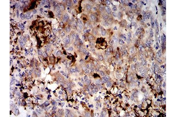 MUC5AC antibody  (AA 5528-5627)