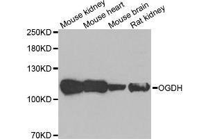 Western blot analysis of extracts of various cell lines, using OGDH antibody. (alpha KGDHC antibody)