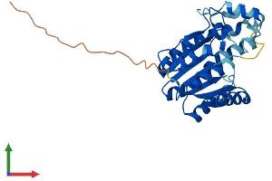 AlphaFold protein structure predicition of Human Recombinant DHRS4L1 Protein, UniprotID P0CG22