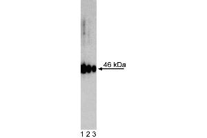 Western Blot analysis of Oct3/4 Isoform A in human embryonic stem (ES) cells.