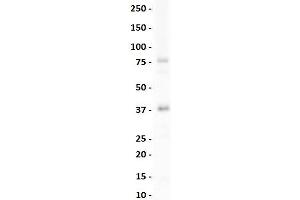 lane 1:  Mouse Spleen lysate    primary antibody dilution:  1:1000    secondary antibody:  goat anti-rabbit-HRP    secondary antibody dilution:  1:10,000    blocking buffer:  3% milk in TBST (NK2 Homeobox 3 antibody  (N-Term))