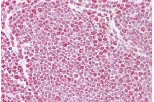 Anti-TARDBP antibody IHC staining of human thymus. (TARDBP antibody  (AA 252-301))