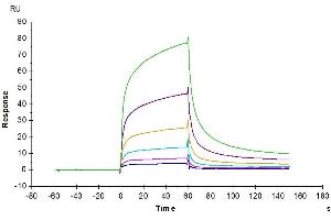 Human EGF, hFc Tag captured on CM5 Chip via Protein A can bind Human EGFR, His-Avi Tag with an affinity constant of 0. (EGF Protein (AA 971-1023) (Fc Tag))