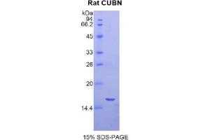 SDS-PAGE analysis of Rat Cubilin Protein. (CUBN Protein)