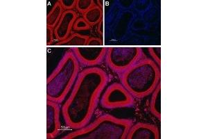 Expression of TRIC-B in rat testis - Immunohistochemical staining of rat testis paraffin-embedded sections using Anti-TRIC-B (TMEM38B) Antibody (ABIN7043862 and ABIN7045314), followed by goat anti-rabbit-Alexa-Fluor-594 secondary antibody. (TMEM38B antibody  (Cytoplasmic Loop, Intracellular))