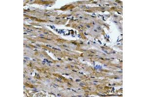 IHC analysis of Aconitase 2 using anti-Aconitase 2 antibody (ABIN7602770). (ACO2 antibody  (C-Term))