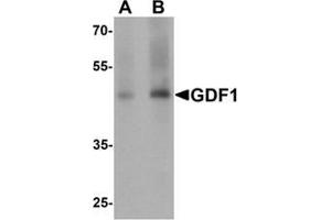 Western blot analysis of GDF1 in rat lung tissue lysate with GDF1 Antibody  at (A) 1 and (B) 2 μg/mL (GDF1 antibody  (N-Term))