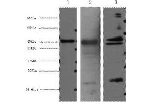 Western Blotting (WB) image for anti-Aquaporin 4 (AQP4) antibody (ABIN5955861)
