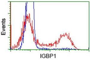 HEK293T cells transfected with either RC200387 overexpress plasmid (Red) or empty vector control plasmid (Blue) were immunostained by anti-IGBP1 antibody (ABIN2453823), and then analyzed by flow cytometry. (IGBP1 antibody)