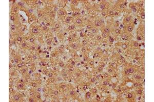 IHC image of ABIN7158018 diluted at 1:50 and staining in paraffin-embedded human liver tissue performed on a Leica BondTM system. (FAM89B antibody  (AA 1-162))