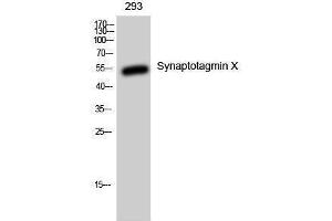 Western Blotting (WB) image for anti-Synaptotagmin X (SYT10) (C-Term) antibody (ABIN3187124)