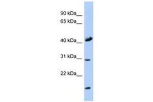 Image no. 1 for anti-Cytochrome C Oxidase Assembly Homolog 18 (COX18) (C-Term) antibody (ABIN6741371)