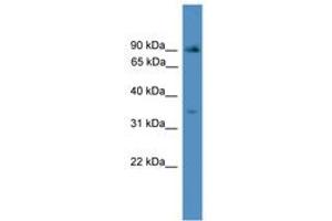 Image no. 1 for anti-Inhibitor of Growth Family, Member 2 (ING2) (AA 25-74) antibody (ABIN6745494)