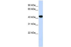 ADH1B antibody used at 1 ug/ml to detect target protein. (ADH1B antibody)
