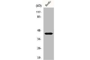 Western Blot analysis of HeLa cells using GALK1 Polyclonal Antibody (GALK1 antibody  (N-Term))