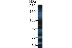 Western blot analysis of Human HepG2 cell lysate, using Human XRCC5 Antibody (1 µg/ml) and HRP-conjugated Goat Anti-Rabbit antibody (