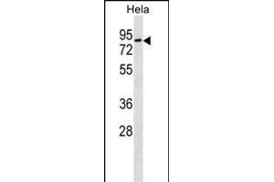 RHOT1 Antibody (N-term) (ABIN1539624 and ABIN2850023) western blot analysis in Hela cell line lysates (35 μg/lane). (RHOT1 antibody  (N-Term))