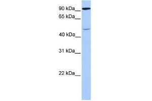 Western Blot showing STAT5B antibody used at a concentration of 1. (STAT5B antibody  (C-Term))