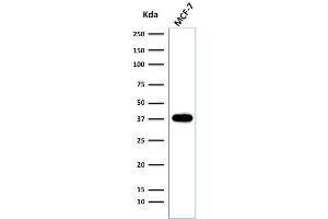 Western Blot of MCF-7 cell lysate using EpCAM Rabbit Recombinant Monoclonal Antibody (EGP40/2041R). (Recombinant EpCAM antibody  (Extracellular Domain))