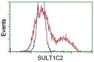 HEK293T cells transfected with either RC202775 overexpress plasmid (Red) or empty vector control plasmid (Blue) were immunostained by anti-SULT1C2 antibody (ABIN2454436), and then analyzed by flow cytometry. (SULT1C2 antibody)