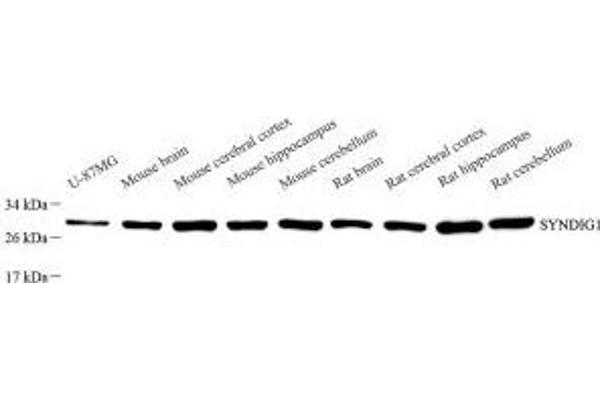 SYNDIG1 antibody