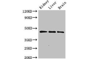 Western Blot Positive WB detected in: Rat kidney tissue, Rat liver tissue, Mouse brain tissue All lanes: PIPOX antibody at 2. (PIPOX antibody  (AA 259-337))