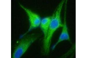 ICC/IF analysis of GRP94 in U87MG cells line, stained with DAPI (Blue) for nucleus staining and monoclonal anti-human GRP94 antibody (1:100) with goat anti-mouse IgG-Alexa fluor 488 conjugate (Green).
