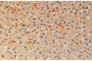 ABIN184674 (4µg/ml) staining of paraffin embedded Human Liver. (PYCARD antibody  (C-Term))