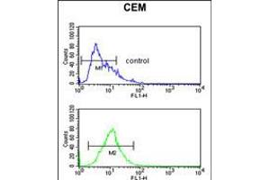 Flow cytometric analysis of CEM cells (bottom histogram) compared to a negative control cell (top histogram). (Keratin 10 antibody  (AA 318-346))