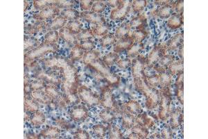 IHC-P analysis of Mouse Kidney Tissue, with DAB staining. (Catalase antibody  (AA 32-157))