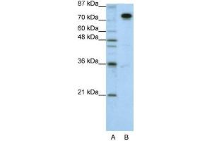 WB Suggested Anti-SFPQ Antibody Titration:  1. (SFPQ antibody  (N-Term))