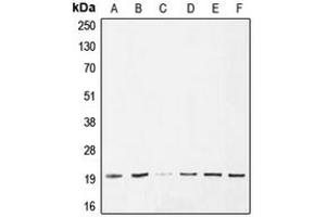 Western blot analysis of BAX expression in HeLa (A), A549 (B), A375 (C), Jurkat (D), HepG2 (E), PC12 (F) whole cell lysates.