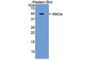 Western Blotting (WB) image for anti-TNF Receptor Superfamily, Member 6 (FAS) (AA 21-170) antibody (ABIN3209676)
