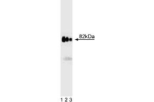Western blot analysis of AKAP82 on rat testis lysate.