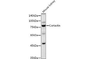 Western blot analysis of extracts of Mouse kidney, using Cortactin Rabbit pAb antibody (ABIN6127722, ABIN6139243, ABIN6139244 and ABIN6221478) at 1:1000 dilution. (Cortactin antibody  (AA 214-513))