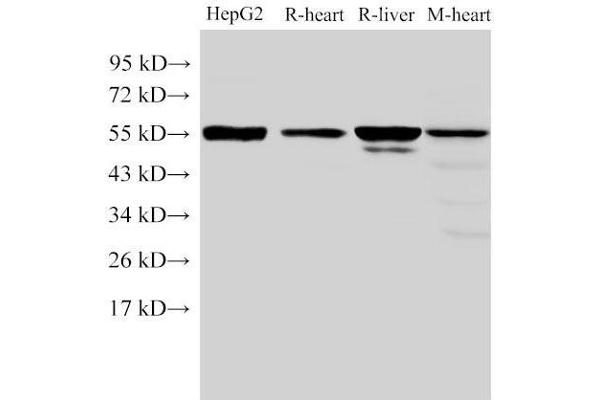 Fibrinogen beta Chain antibody