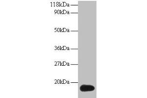 Western blot All lanes: ISG15 antibody at 2 μg/mL + 293T whole cell lysate Secondary Goat polyclonal to rabbit IgG at 1/15000 dilution Predicted band size: 18 kDa Observed band size: 18 kDa (ISG15 antibody  (AA 2-157))