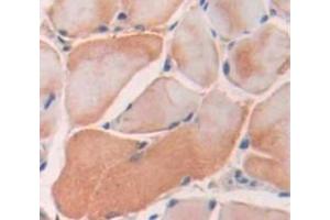 Used in DAB staining on fromalin fixed paraffin- embedded Kidney tissue (SRPK3 antibody  (AA 220-506))