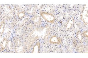 Detection of TFPI in Human Kidney Tissue using Polyclonal Antibody to Tissue Factor Pathway Inhibitor (TFPI) (TFPI antibody  (AA 29-210))