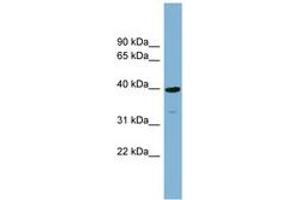Image no. 1 for anti-Cartilage Associated Protein (CRTAP) (AA 107-156) antibody (ABIN6743433) (CRTAP antibody  (AA 107-156))