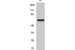 Western Blot analysis of various cells using Kv1.