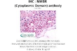 Image no. 2 for anti-Neuromedin B Receptor (NMBR) (3rd Cytoplasmic Domain) antibody (ABIN1737396) (NMBR antibody  (3rd Cytoplasmic Domain))